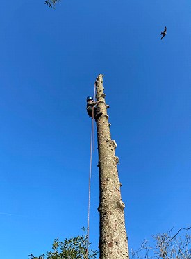 photo of Tree surgeons in Bracknell Tree surgeons in Bracknell